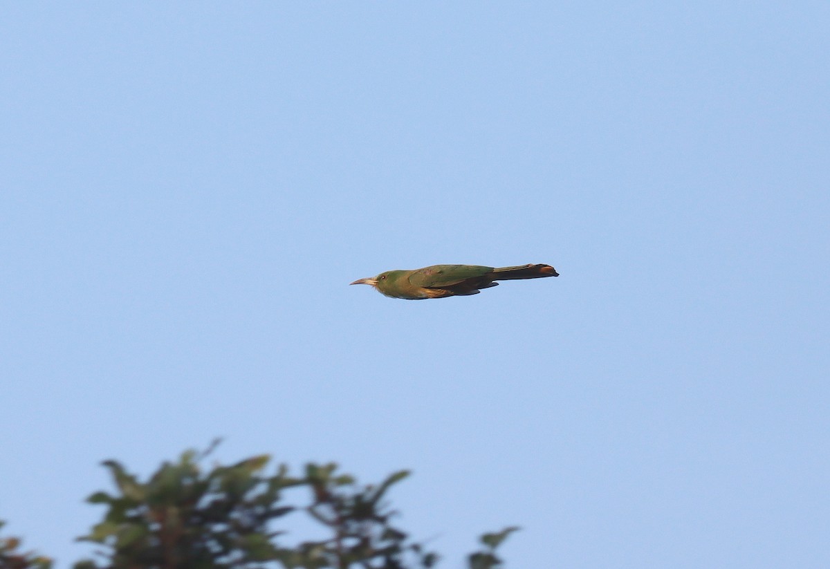 Blue-bearded Bee-eater - ML615727226