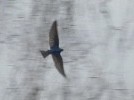 Tree Swallow - John Amoroso