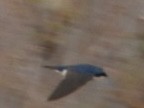 Tree Swallow - ML615727255