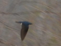 Golondrina Bicolor - ML615727256