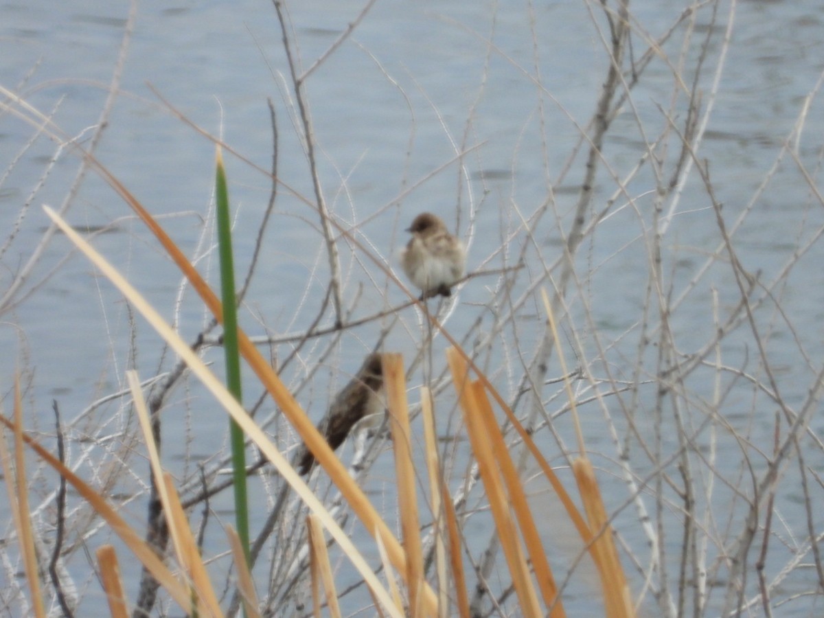 Northern Rough-winged Swallow - John Amoroso