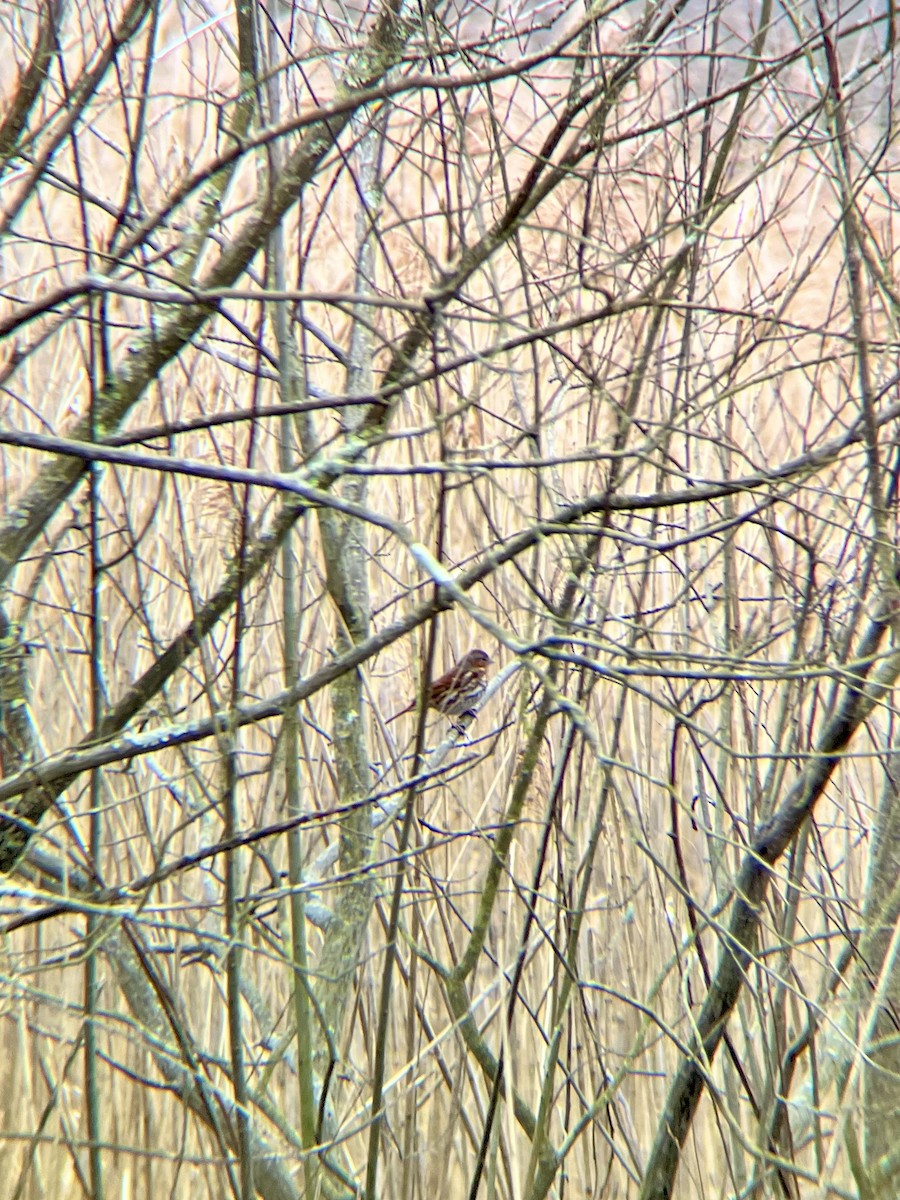 Fox Sparrow - ML615727300