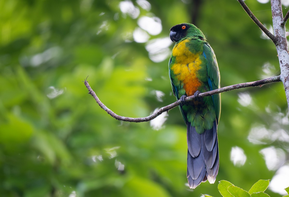 Masked Shining-Parrot - ML615727328