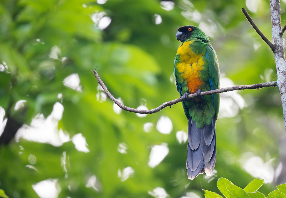 Masked Shining-Parrot - ML615727330