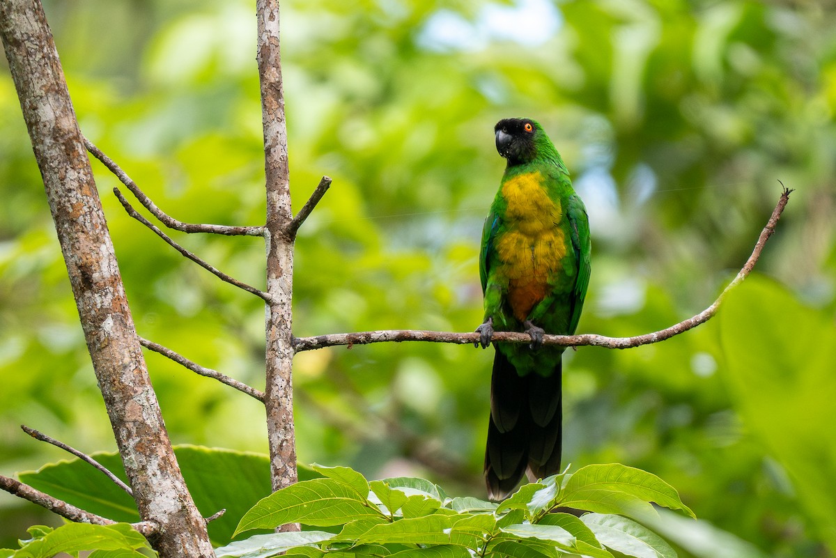 Masked Shining-Parrot - ML615727331