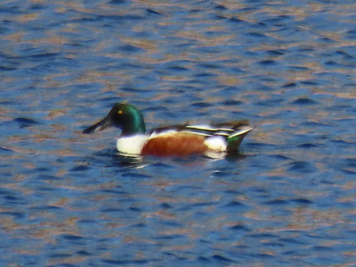 Northern Shoveler - Port of Baltimore