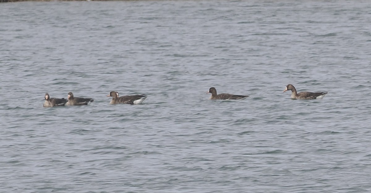 Greater White-fronted Goose - ML615727349
