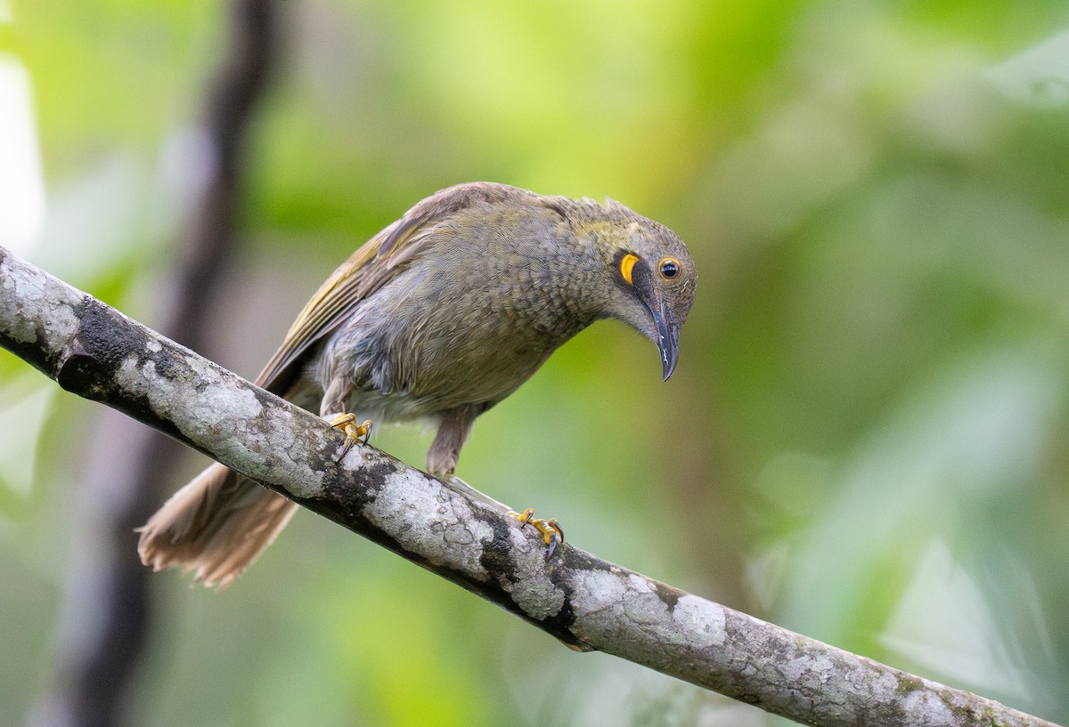 Western Wattled-Honeyeater - ML615727381