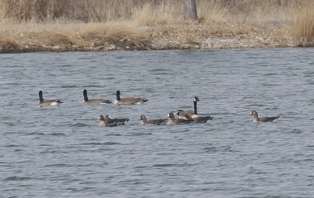 Greater White-fronted Goose - ML615727400