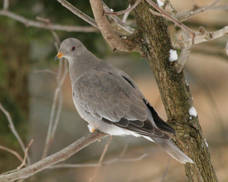 Pigeon à queue barrée - ML61572751