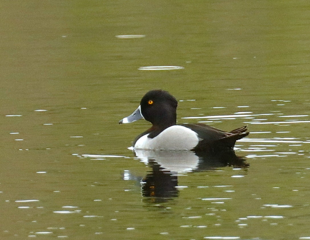 Ring-necked Duck - ML615727596