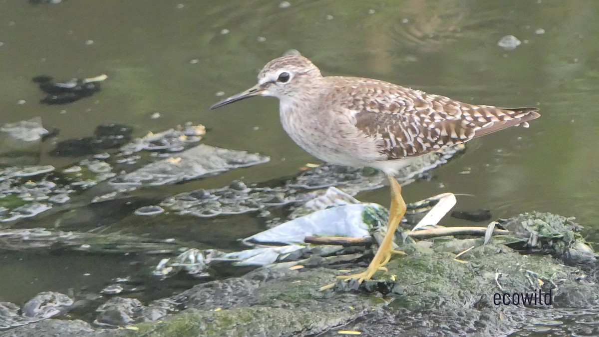 Wood Sandpiper - ML615727689