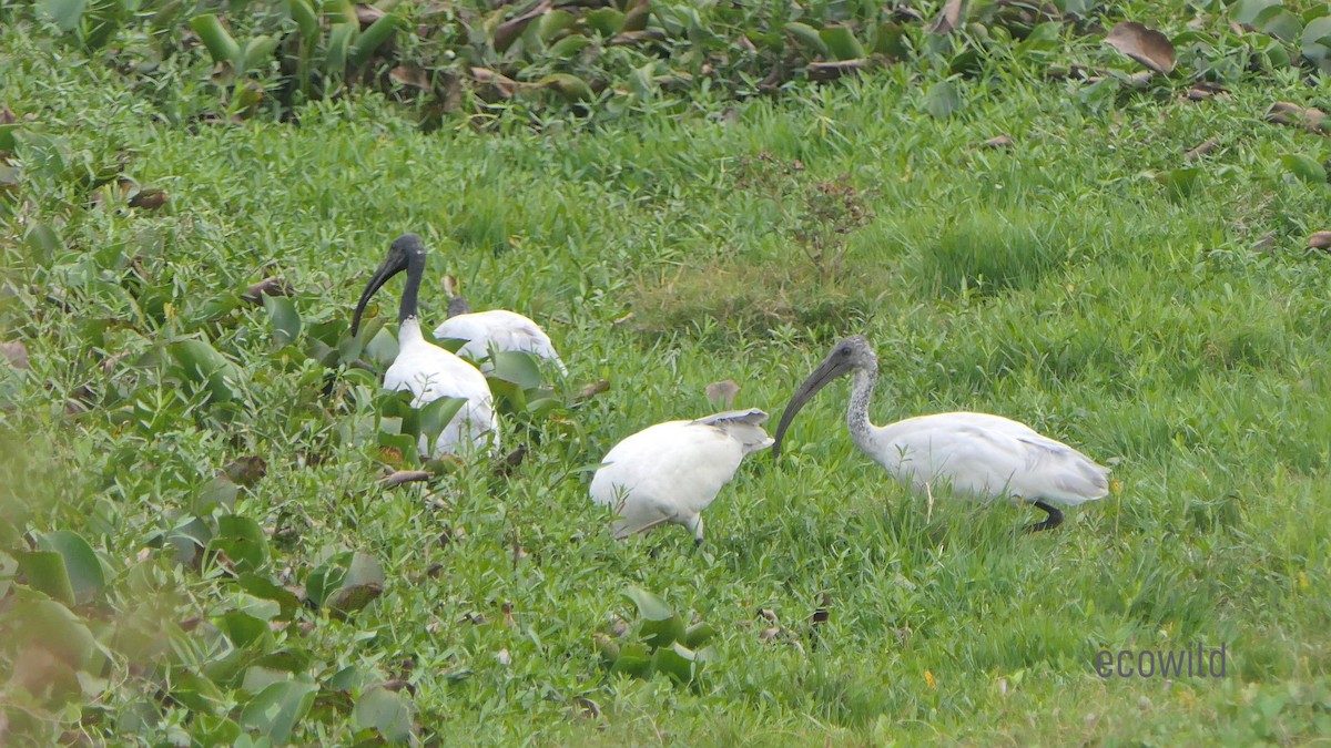 Ibis à tête noire - ML615727726