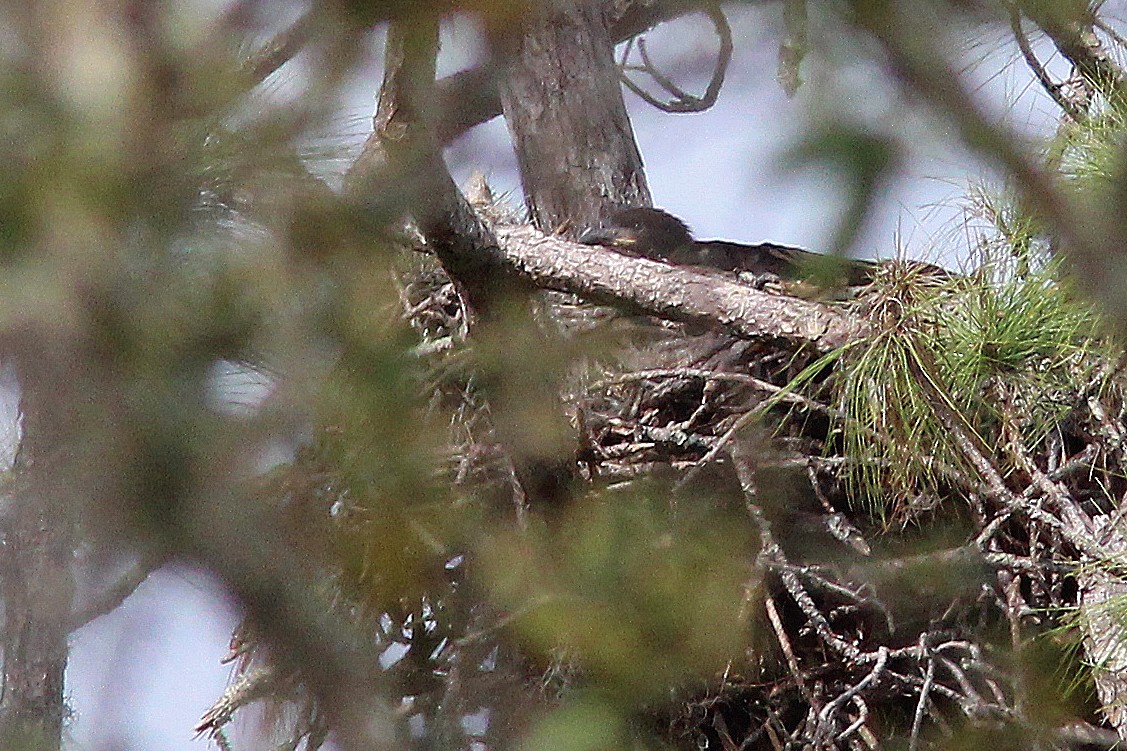 Bald Eagle - ML615727759