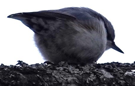 Eurasian Nuthatch (White-bellied) - ML615727762