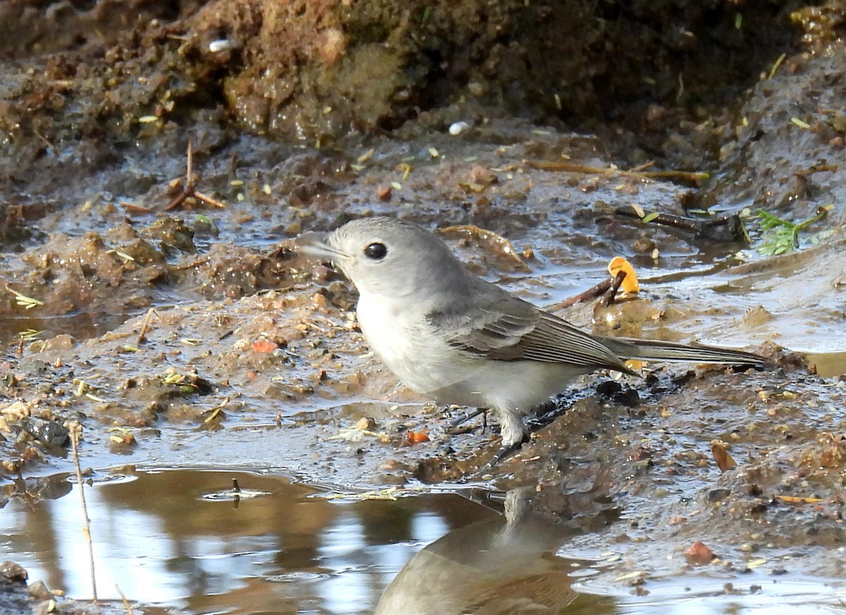 Gray Vireo - ML615727798