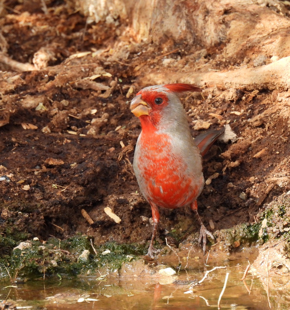 Cardinal pyrrhuloxia - ML615727824