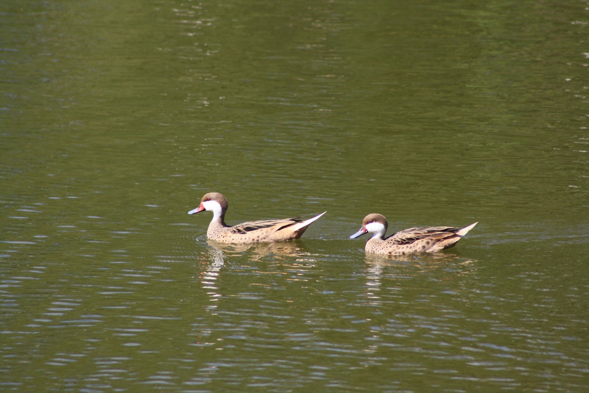 White-cheeked Pintail - ML615727837