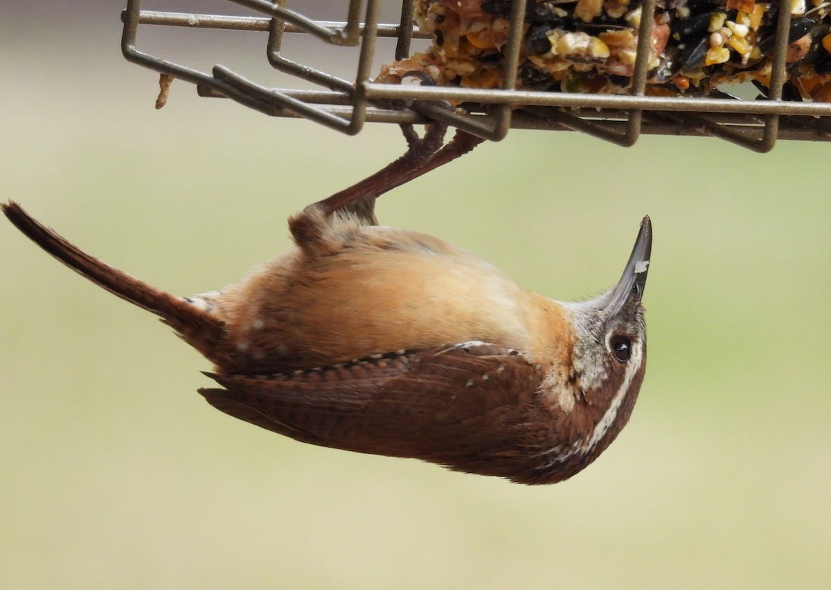 Carolina Wren - ML615727838