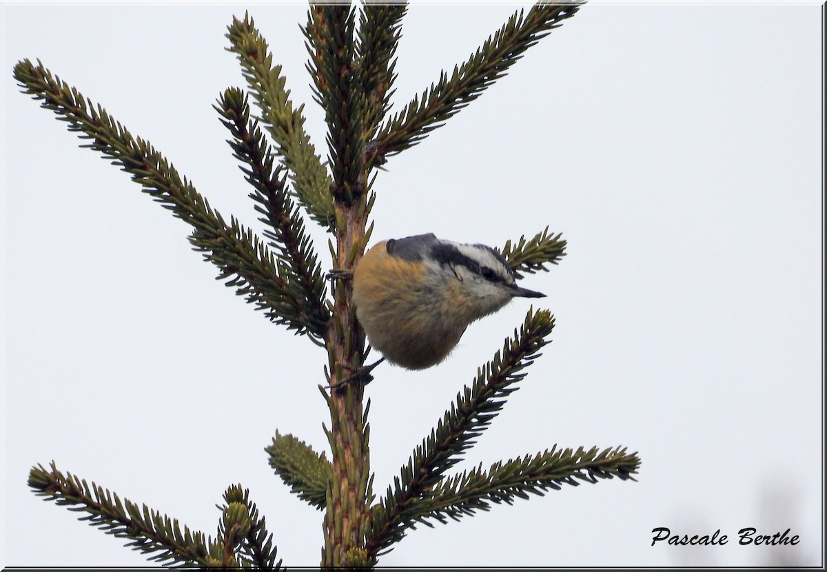 Red-breasted Nuthatch - ML615727883