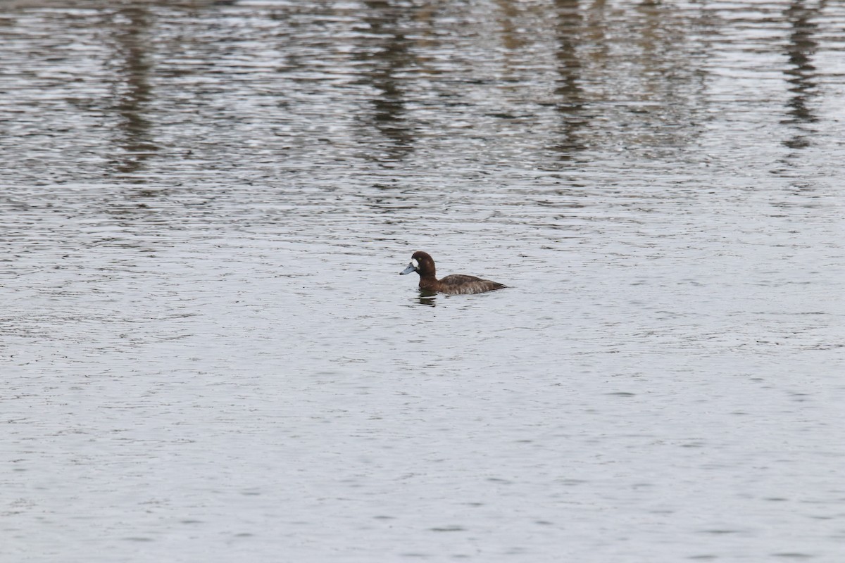 Greater Scaup - Keith Matthieu