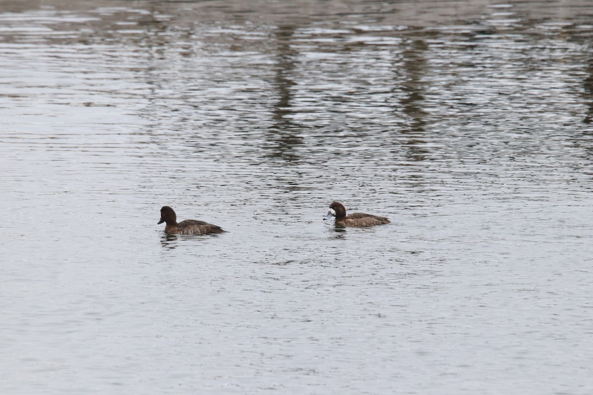 Greater Scaup - ML615727899