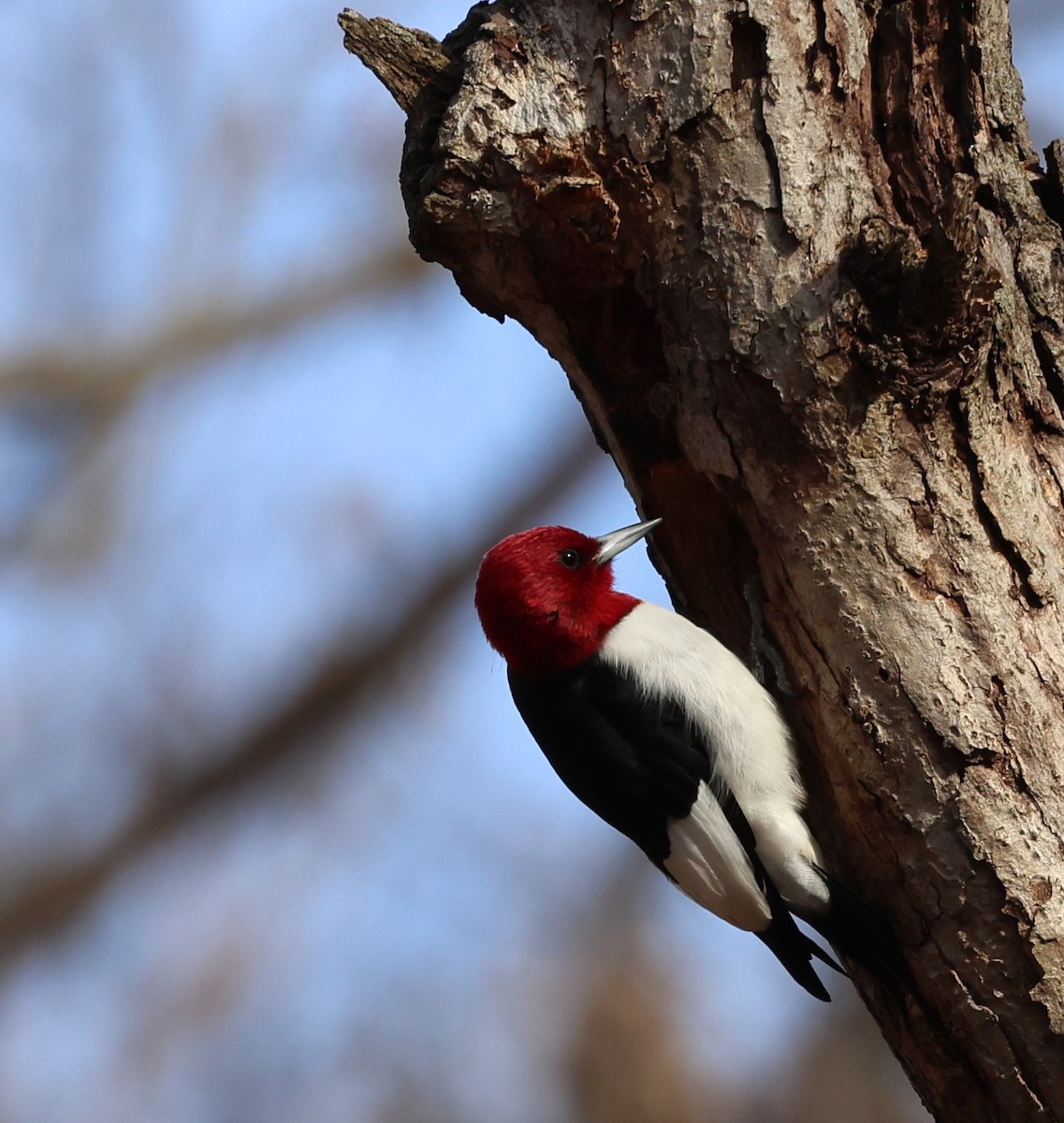 Red-headed Woodpecker - ML615727943