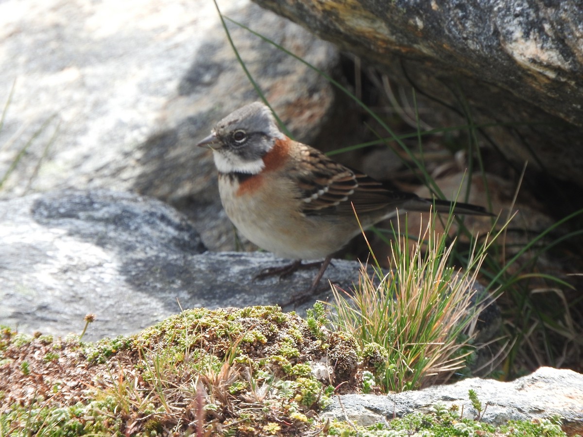 Rufous-collared Sparrow - ML615728012