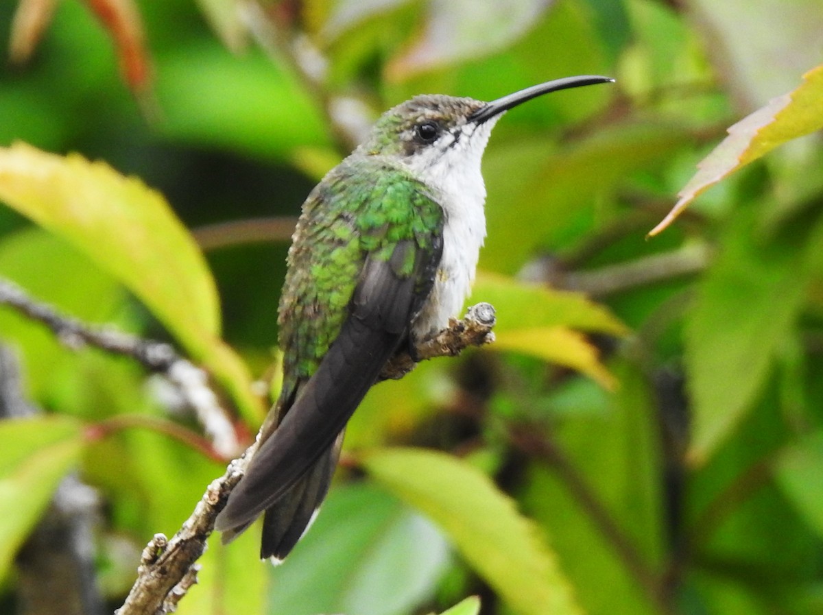 kolibřík haitský - ML615728013