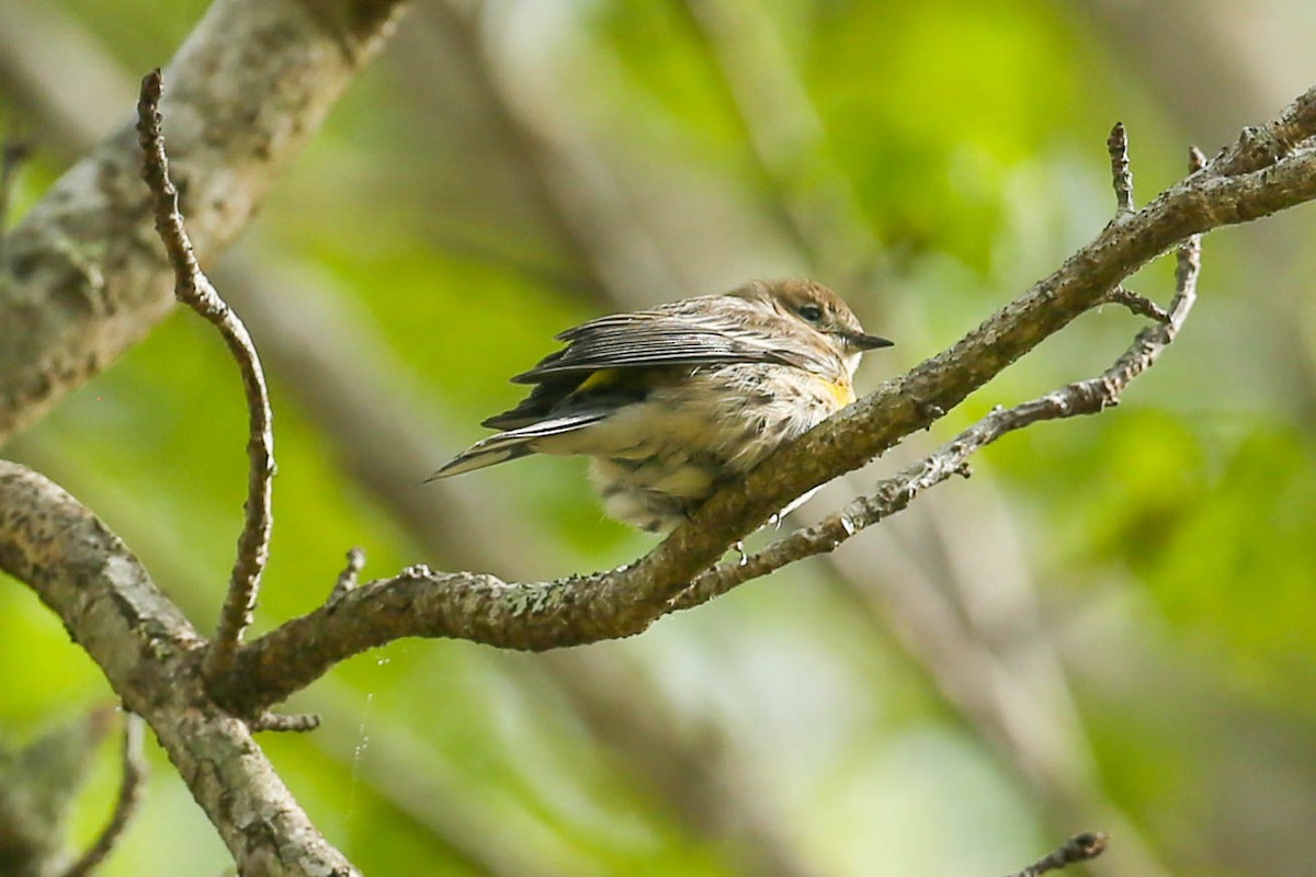 Yellow-rumped Warbler - ML615728024