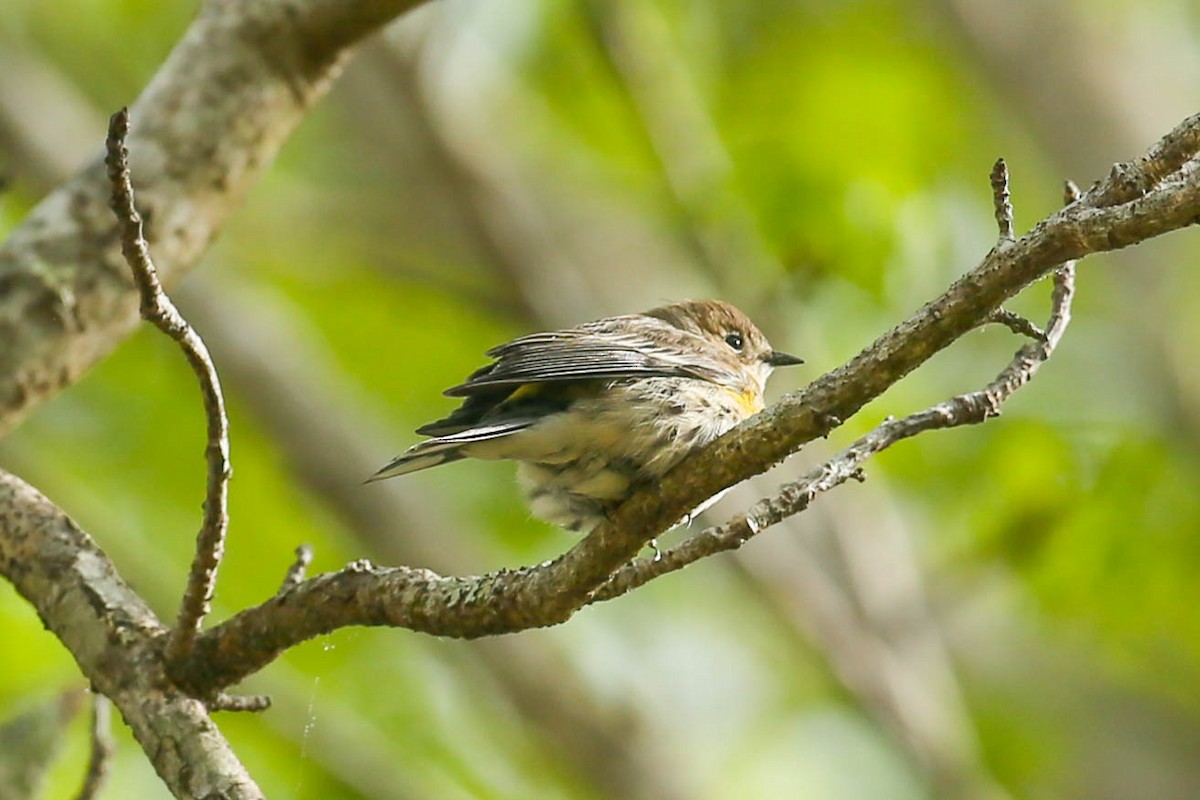 Yellow-rumped Warbler - ML615728025