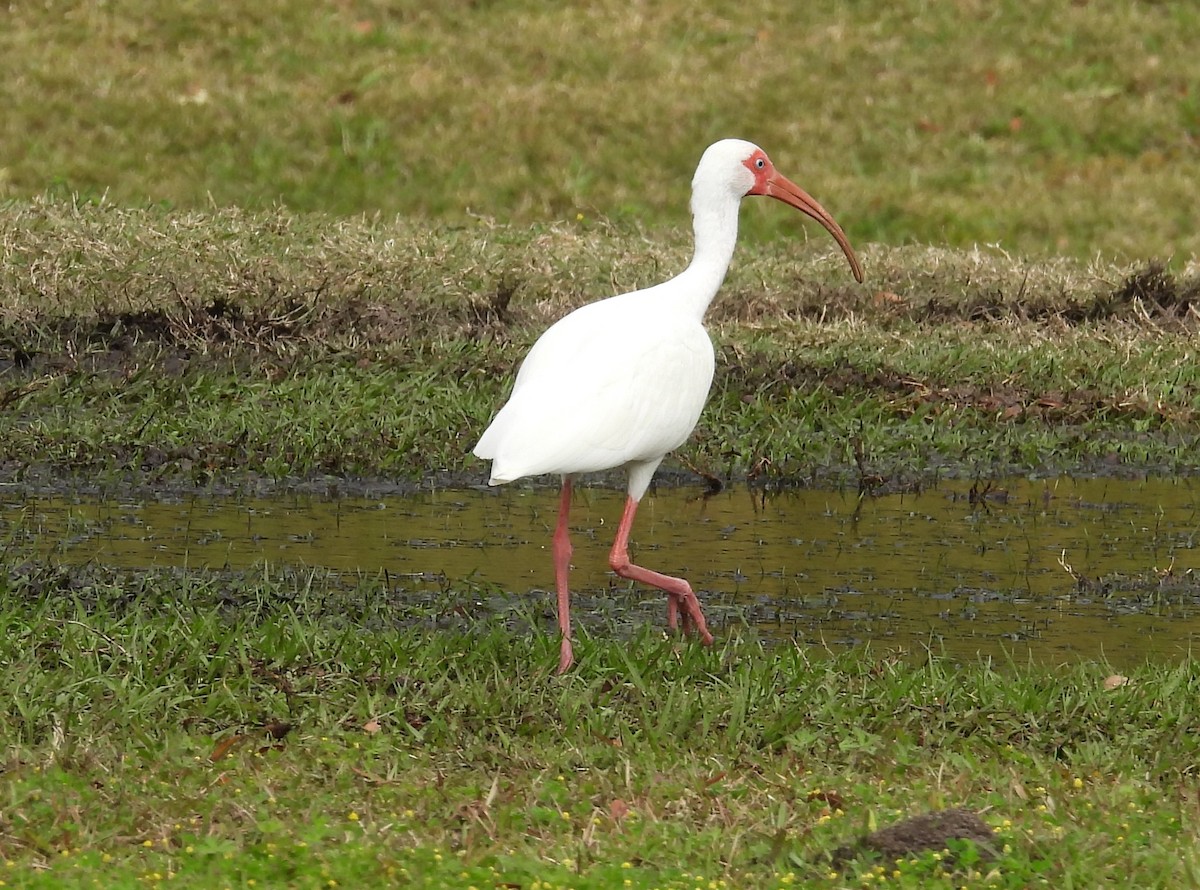 White Ibis - Kathy Springer