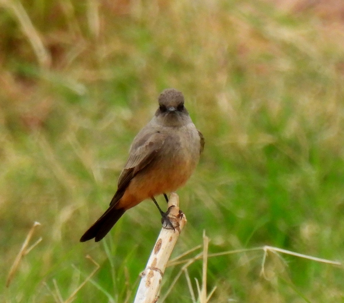 Say's Phoebe - Mary Tannehill