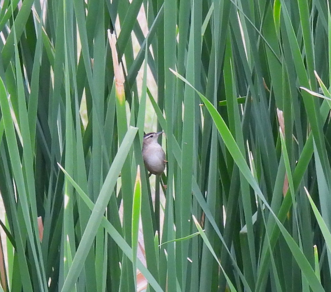 Marsh Wren - Mary Tannehill