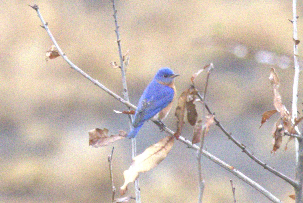 Eastern Bluebird - David Bennett