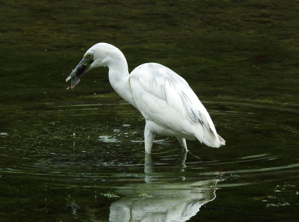 Little Blue Heron - ML615728142