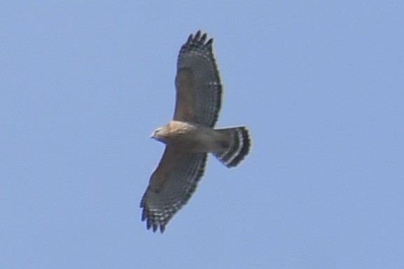 Red-shouldered Hawk - Haynes Miller