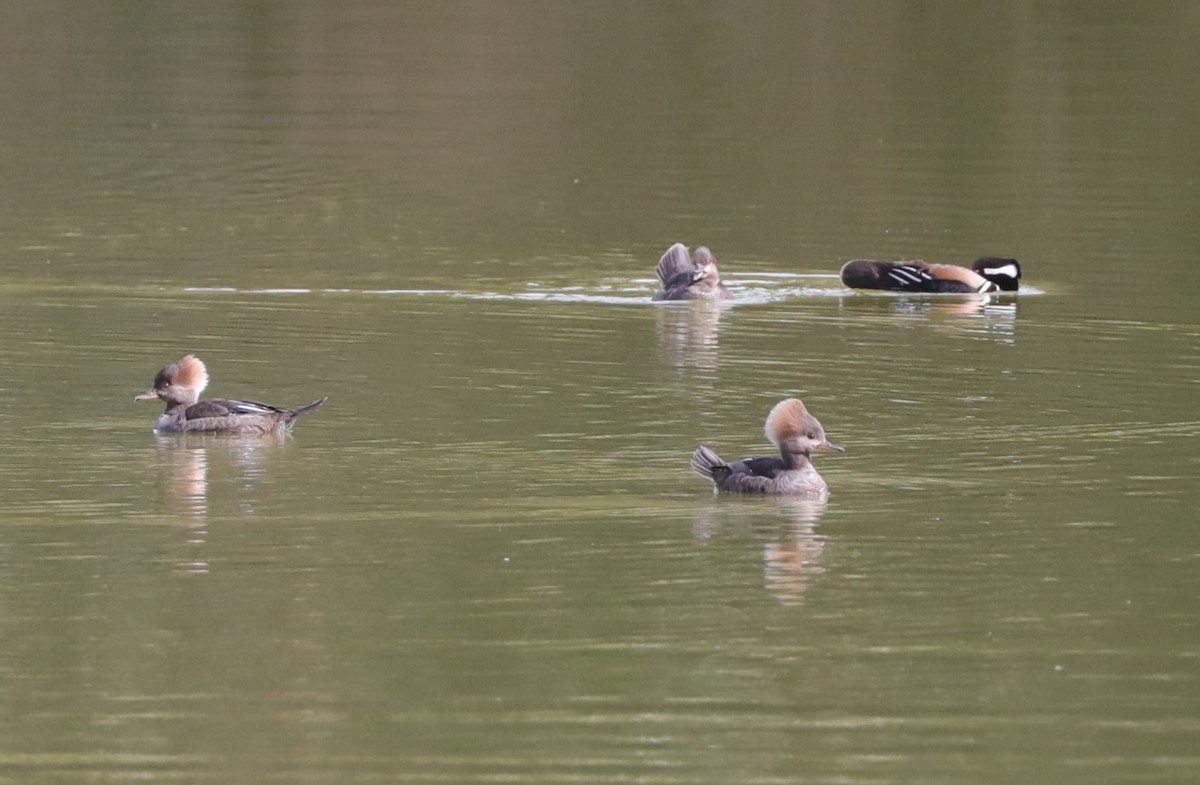 Hooded Merganser - ML615728245