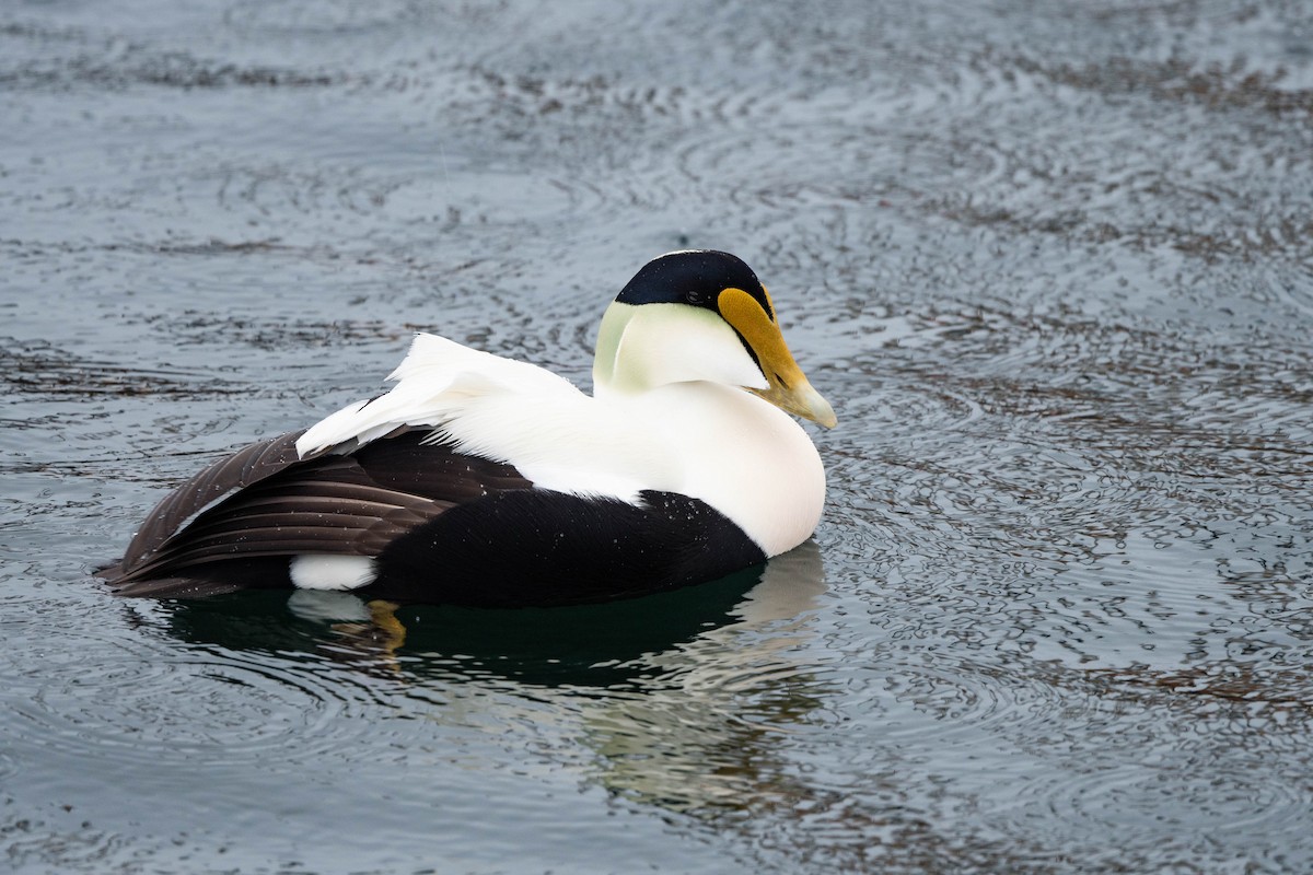 Eider arrunta - ML615728262