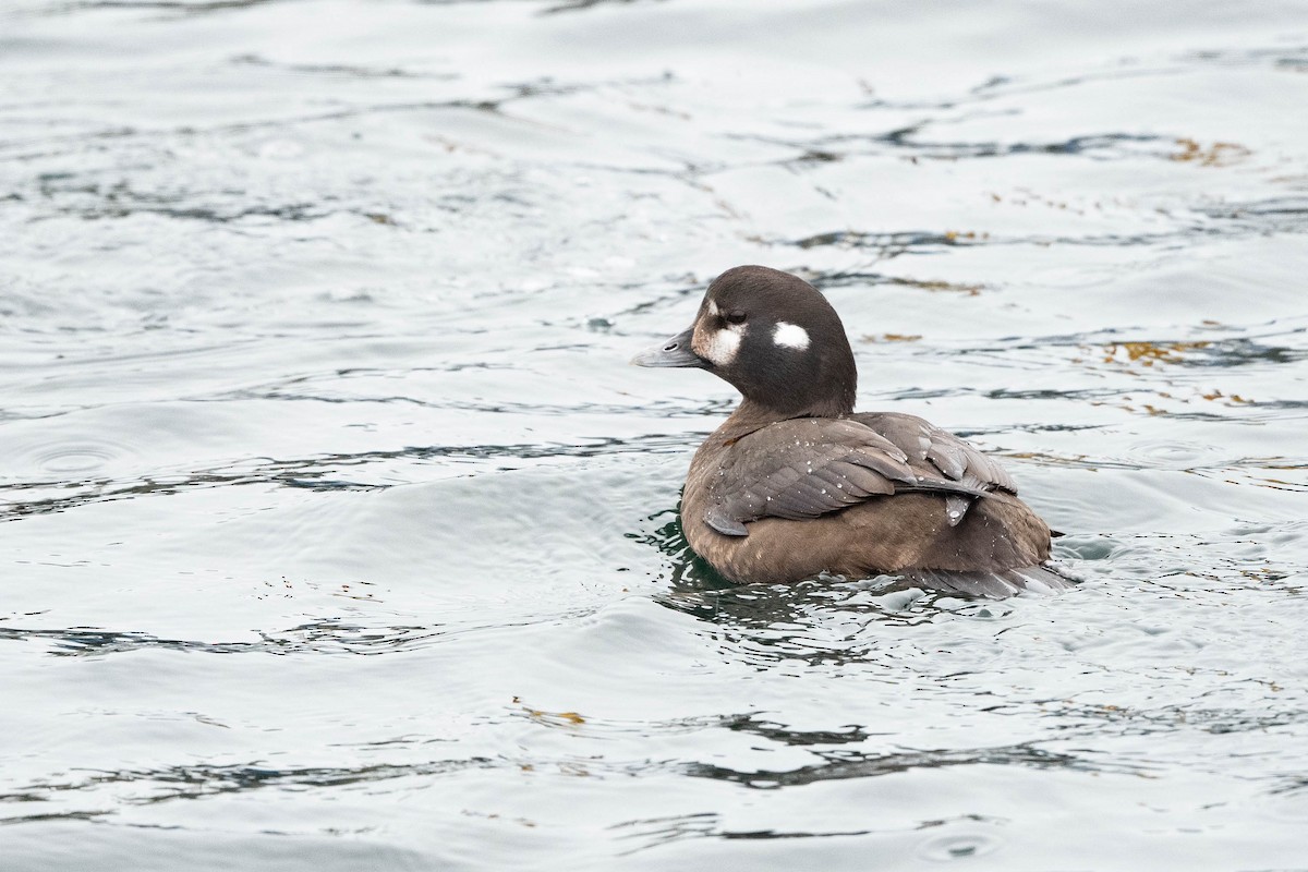 Pato Arlequín - ML615728272