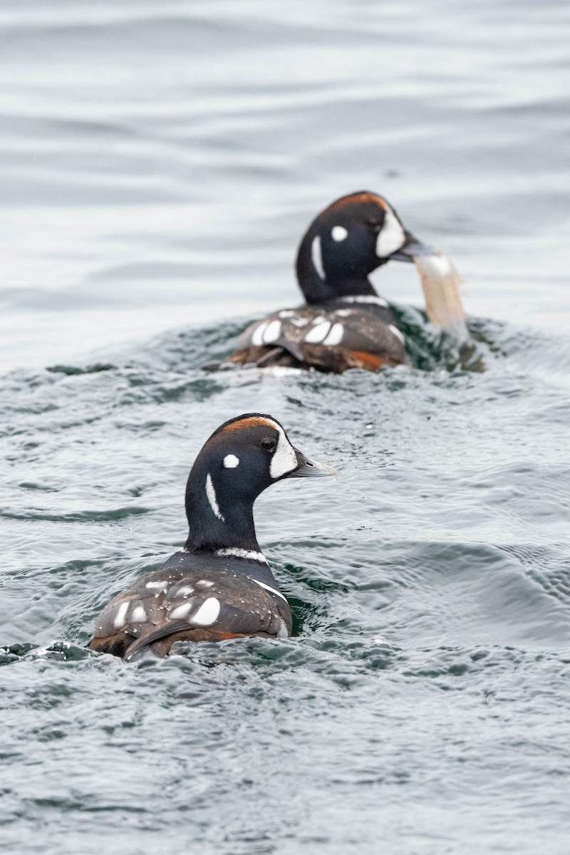 Harlequin Duck - ML615728273