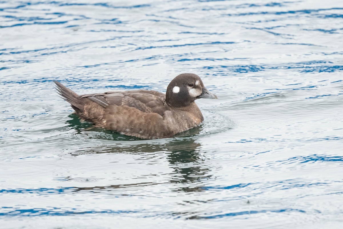 Pato Arlequín - ML615728275