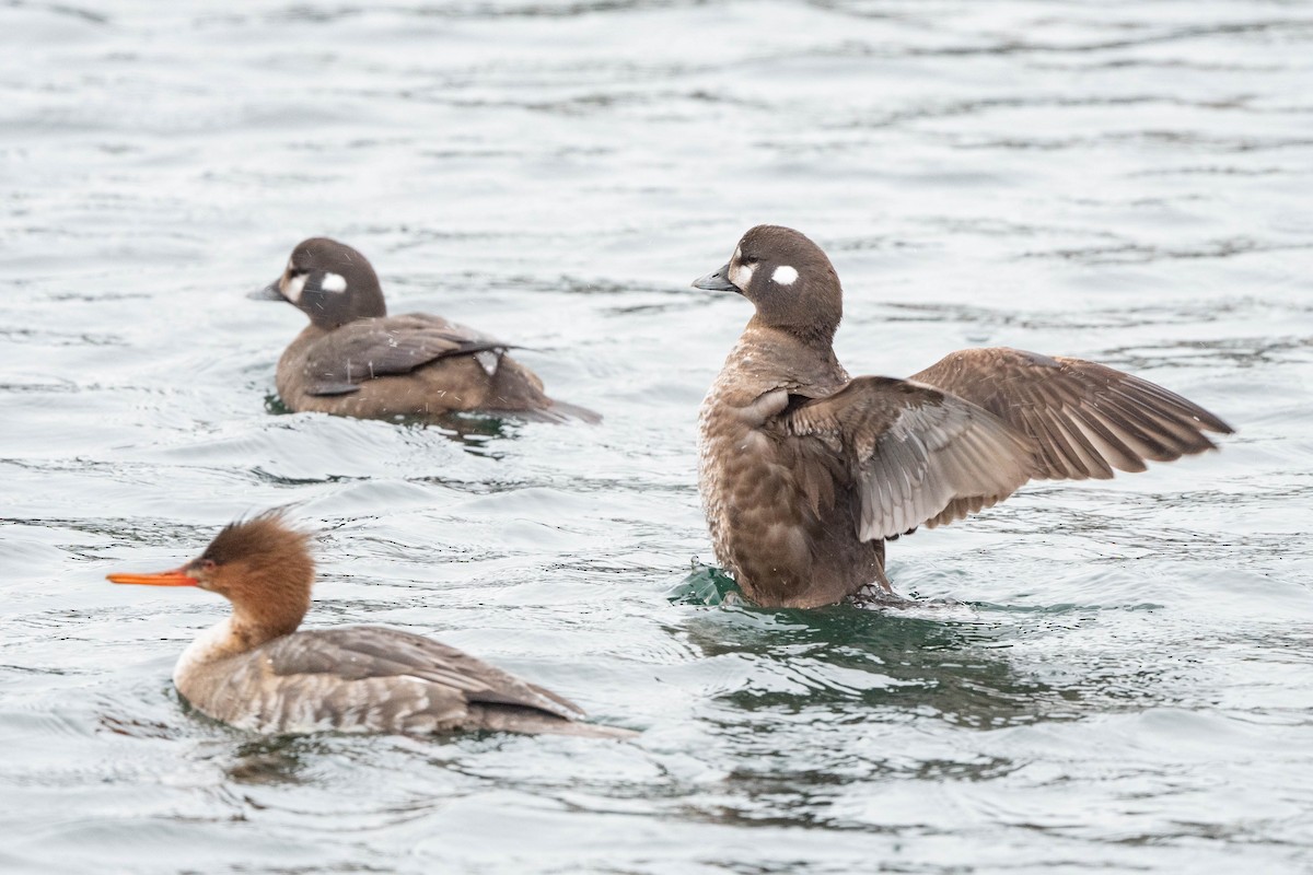 Harlequin Duck - ML615728276