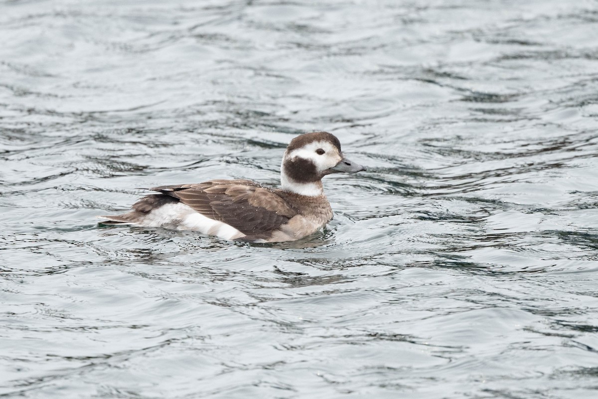 Long-tailed Duck - ML615728285