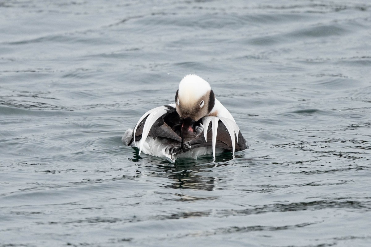 Long-tailed Duck - ML615728286
