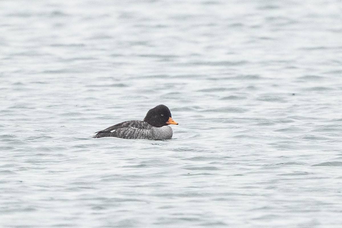 Barrow's Goldeneye - ML615728289