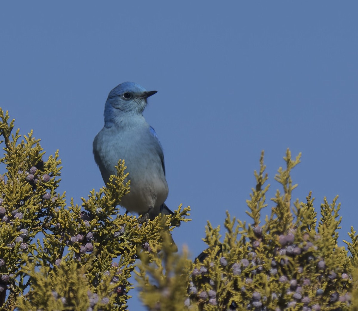 Mountain Bluebird - Bob Foehring
