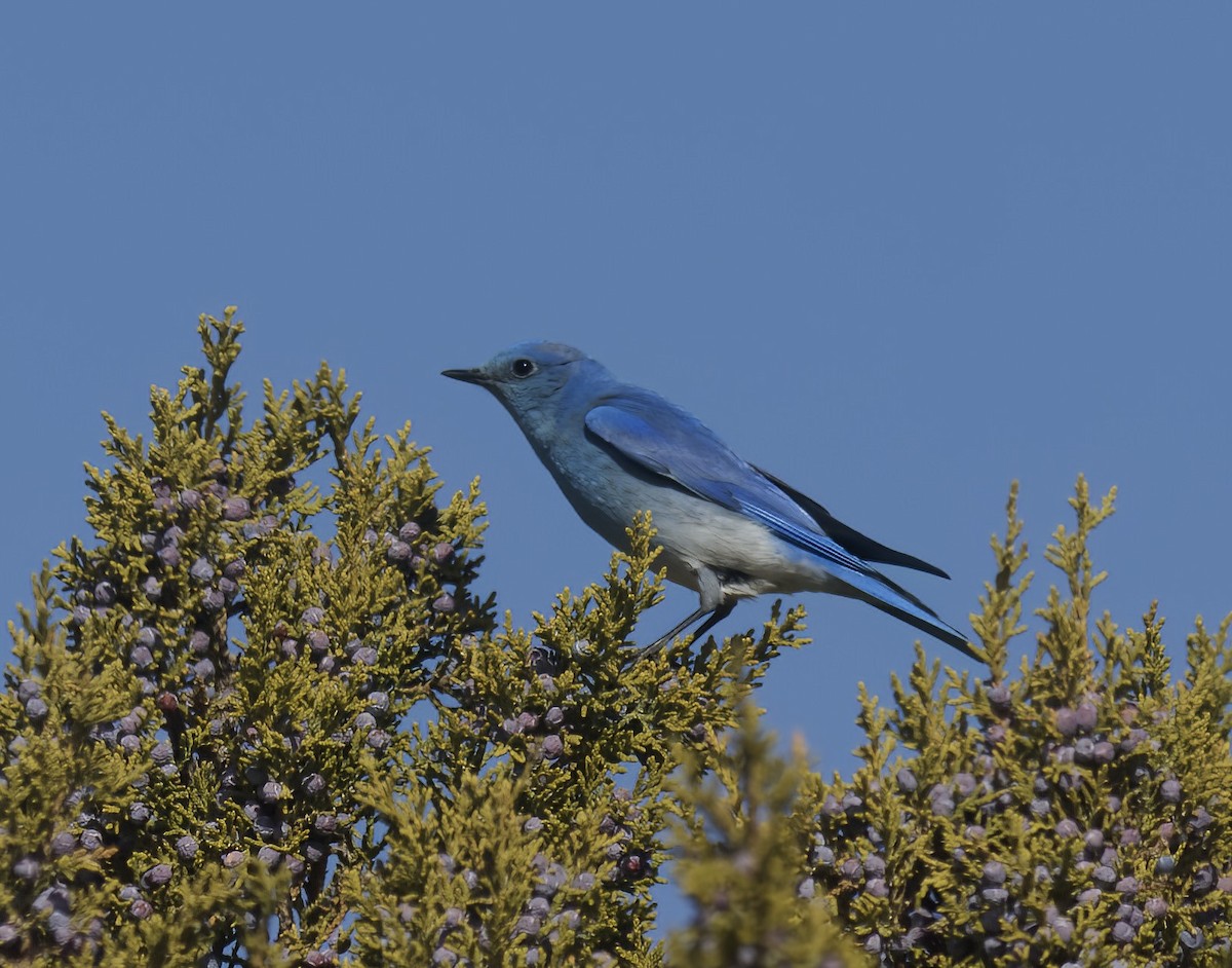 Mountain Bluebird - Bob Foehring