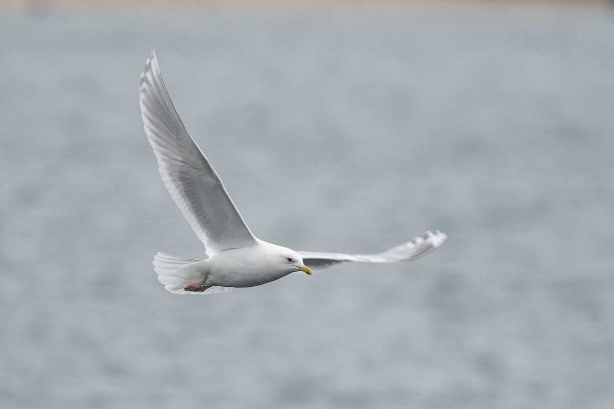 Iceland Gull (kumlieni) - ML615728320