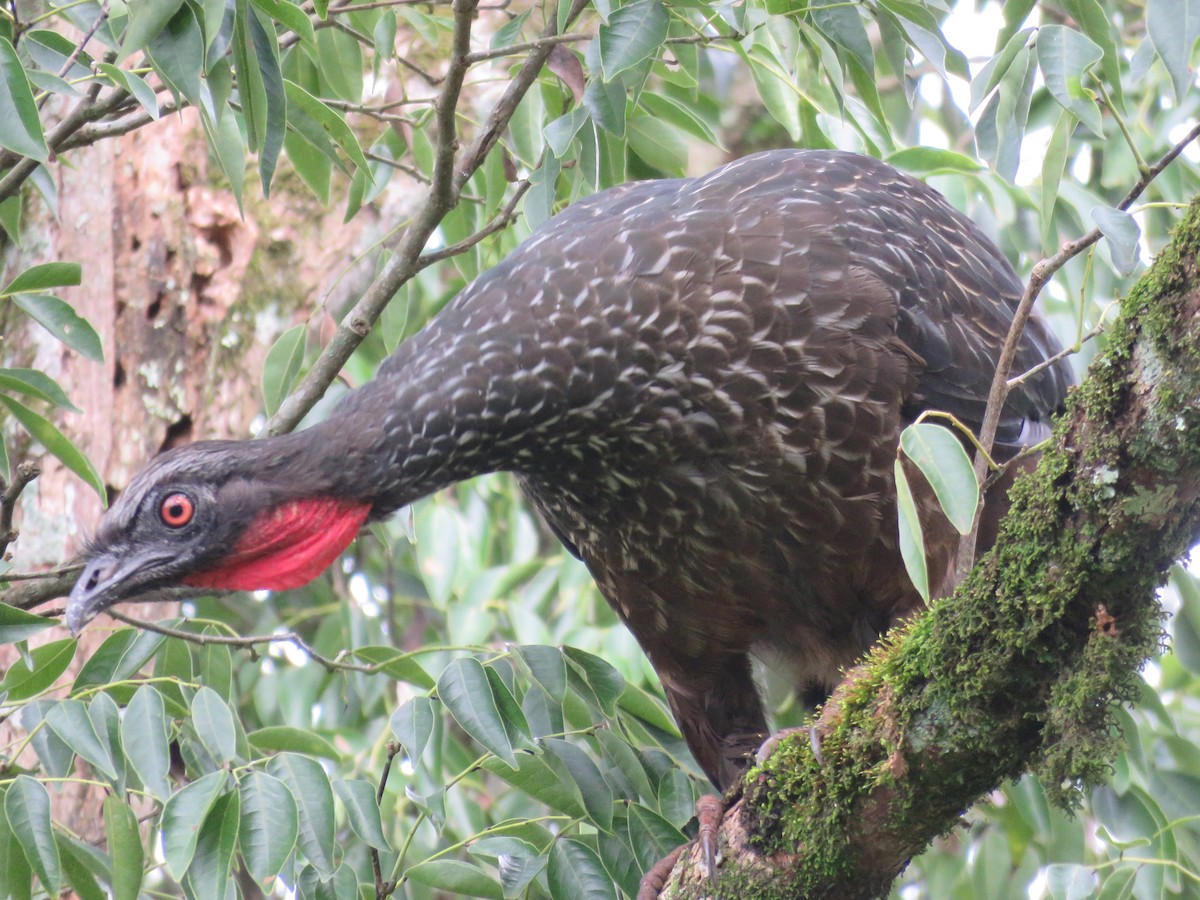 Dusky-legged Guan - ML615728514